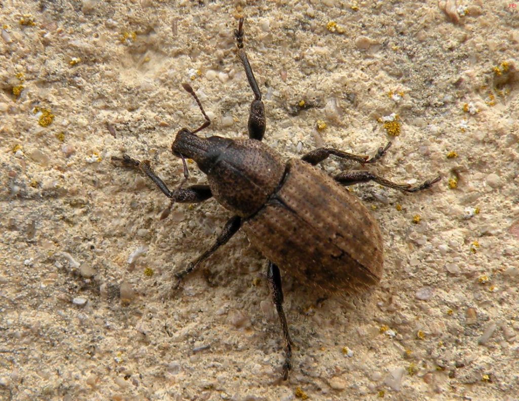 Dall''Inghilterra... per gli esperti di Curculionidae